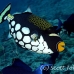 triggerfish_clown_ndo_h_0178_pal0997.jpg